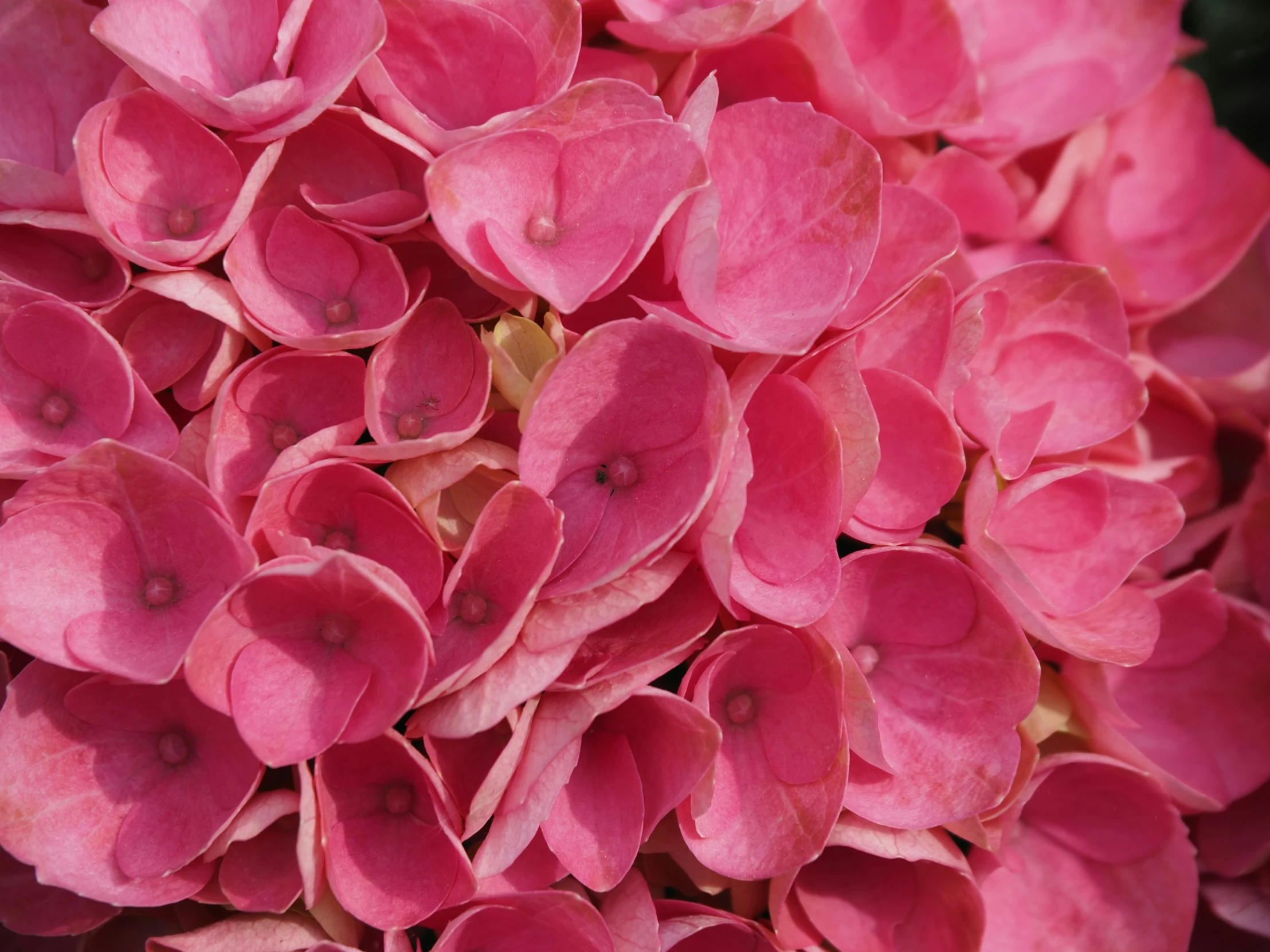 pink flowers with pink petals on the end