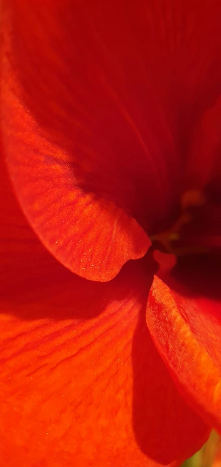 an orange flower with drops of water on it