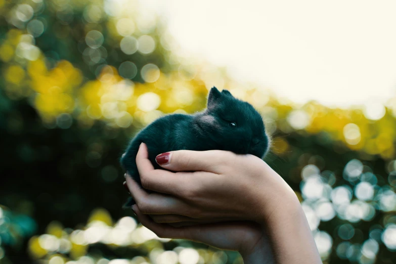 a person's hand holding a small black animal