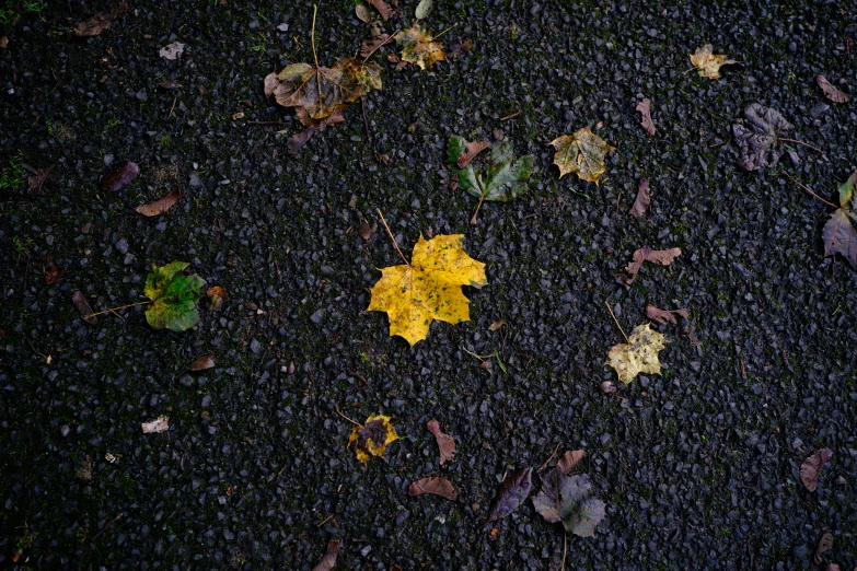 a leaf that is laying on the street