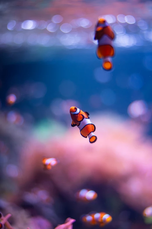 an aquarium with clown fish and bubbles flying from their sides