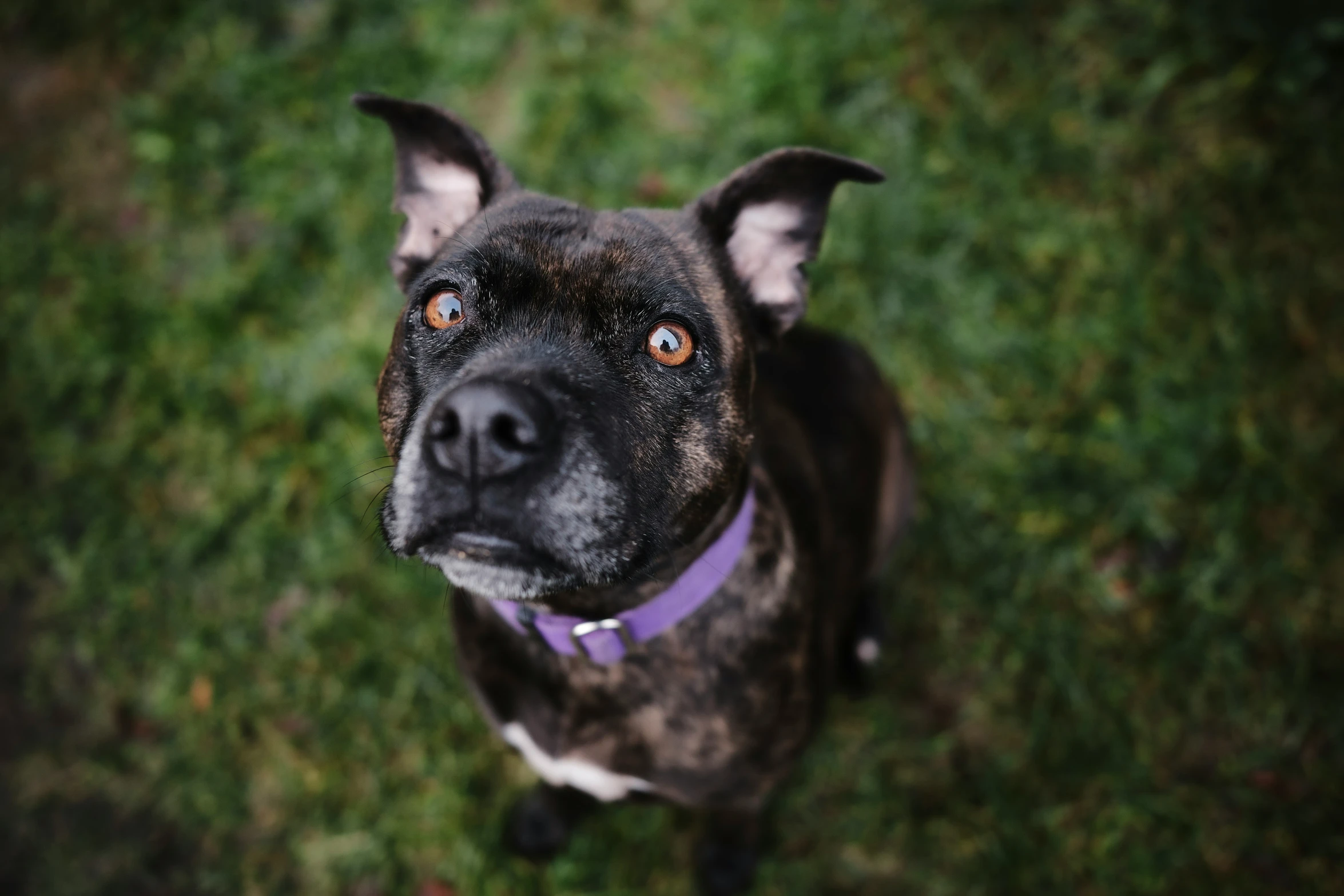 a dog staring at the camera with brown eyes