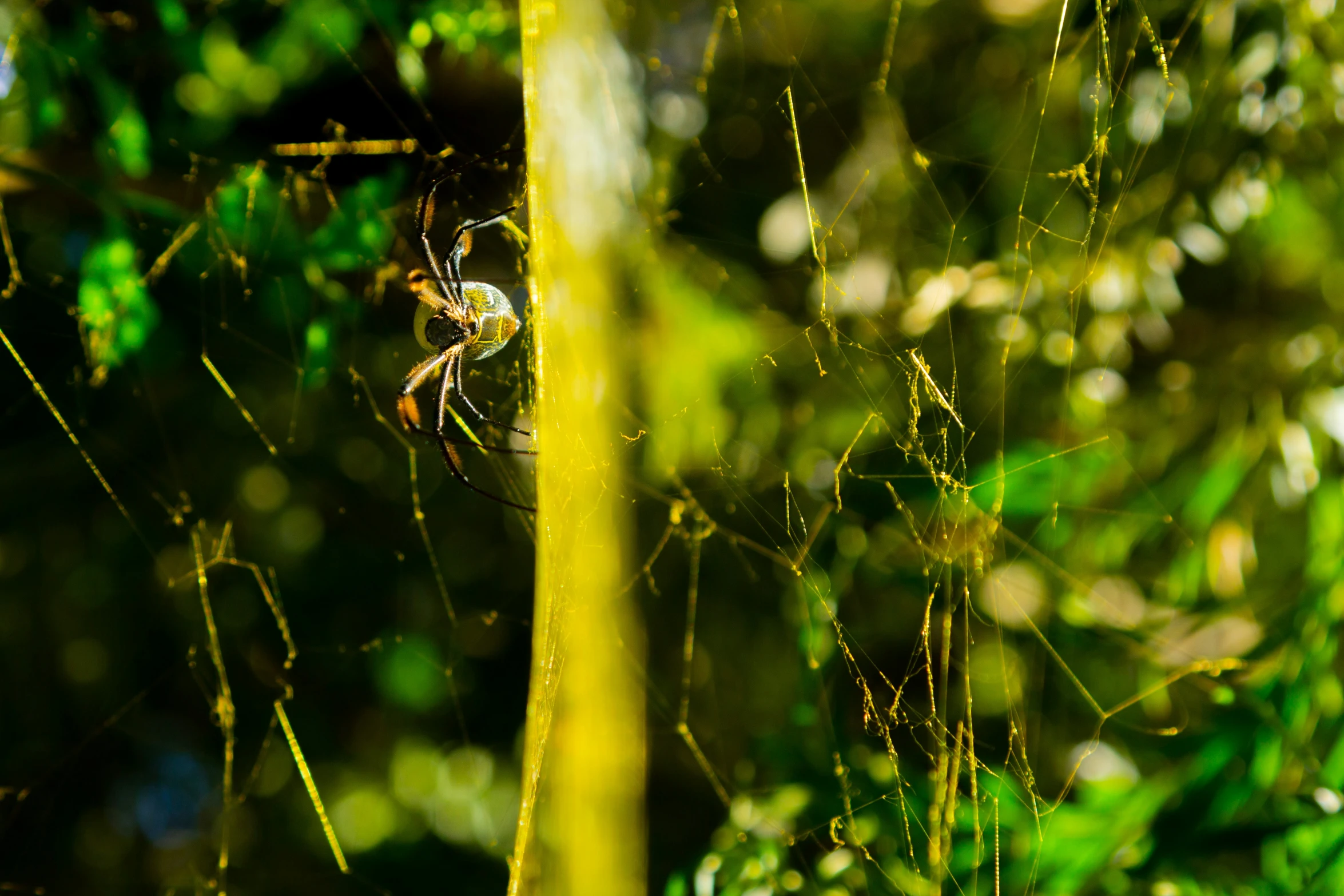 a spider in the midst of a group of green leaves