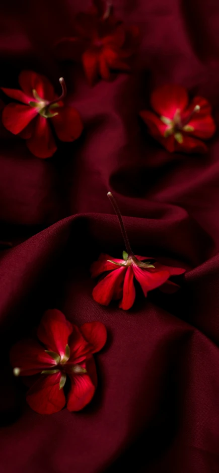 flowers on a cloth close up with red cloth