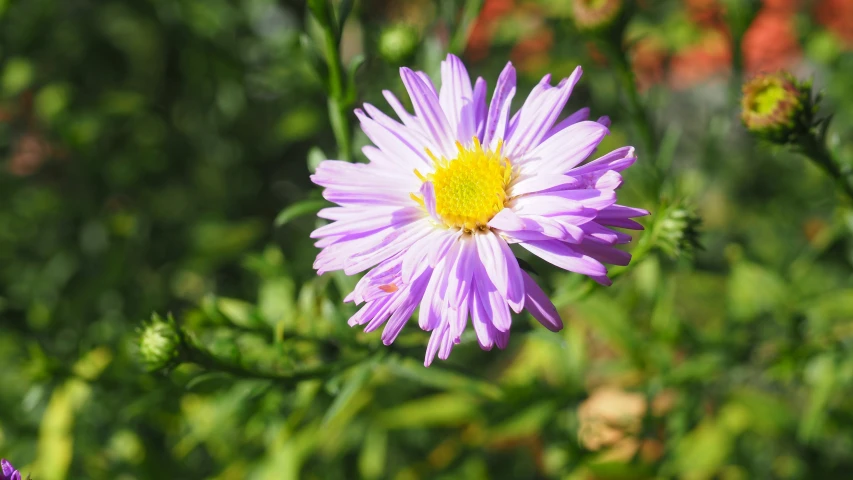 a purple flower is in the foreground, with green foliage behind it