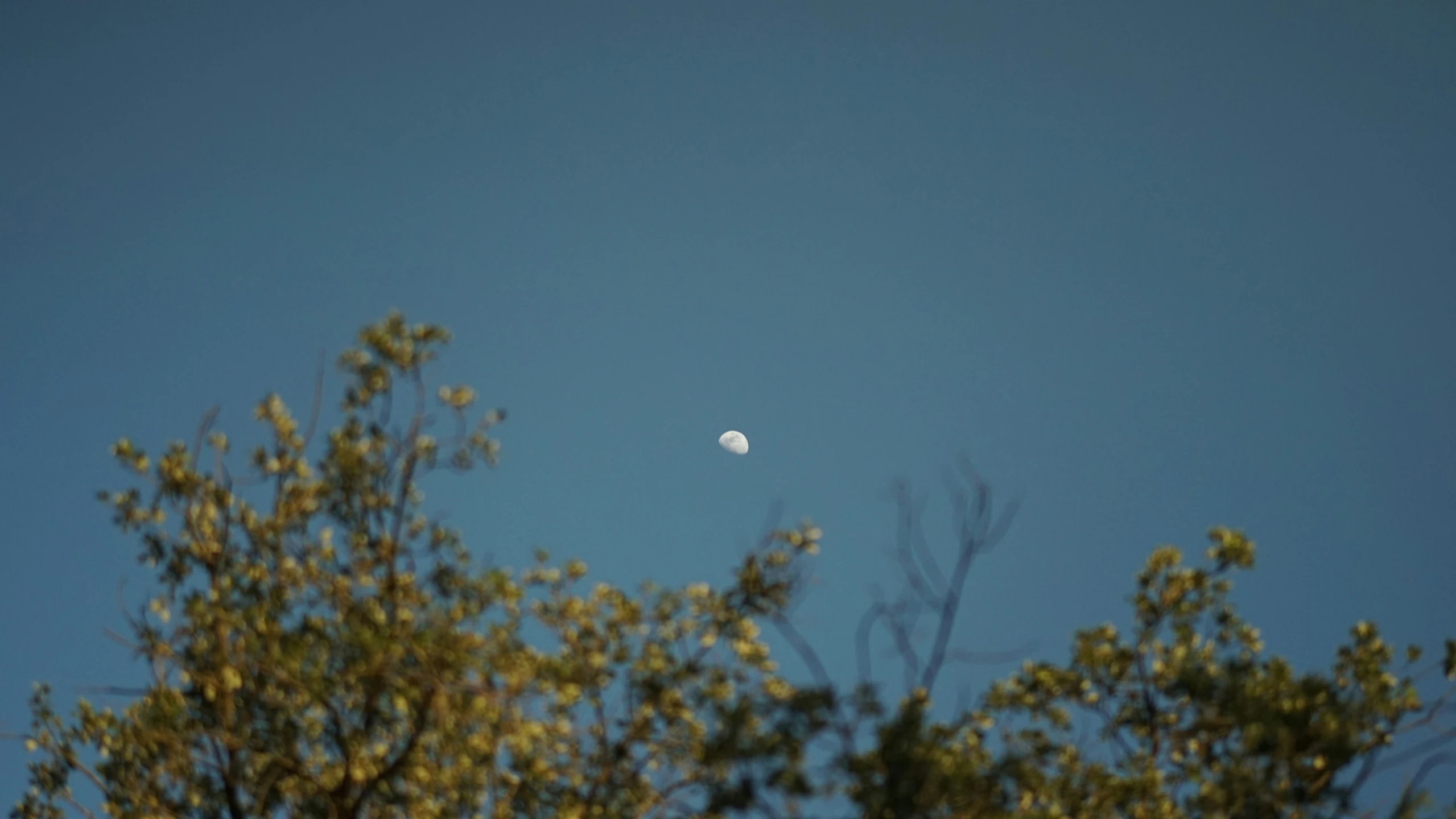 a half moon seen through the trees under a clear sky