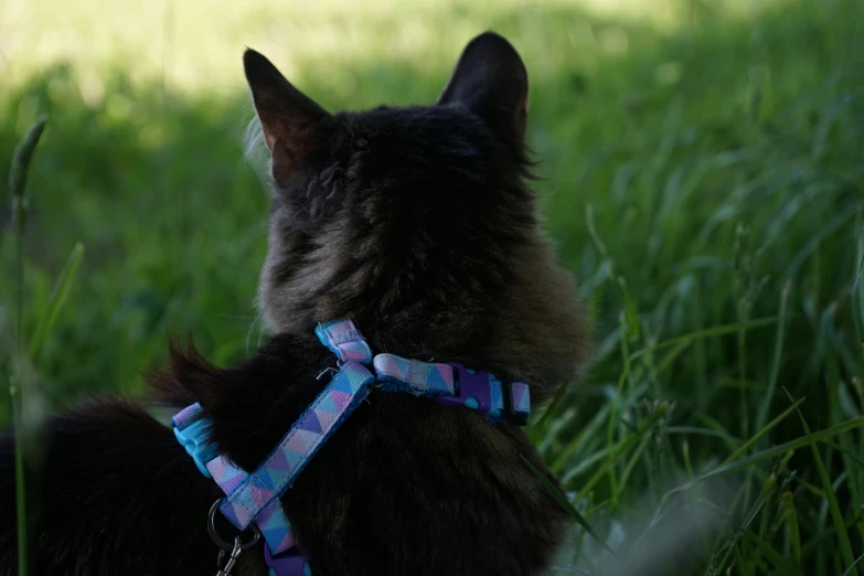 a black cat is wearing a plaid harness