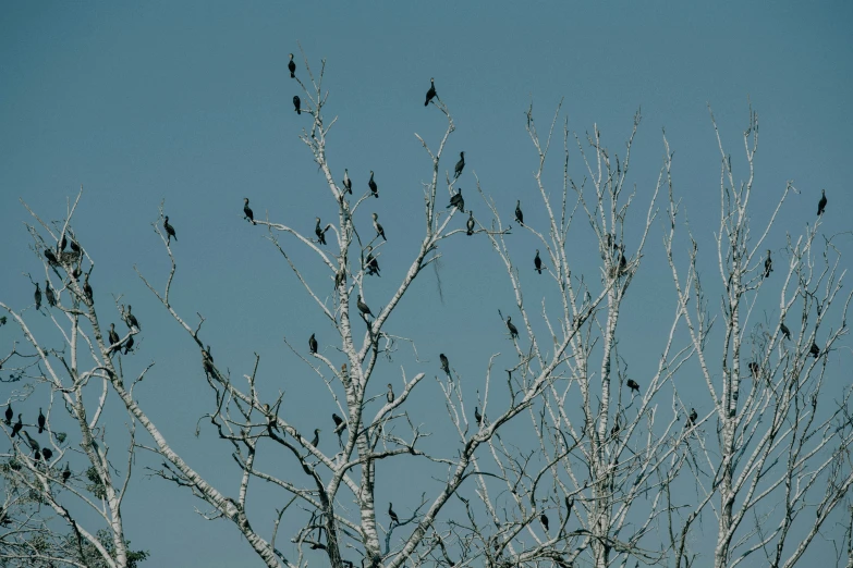 several birds are in the nches of a tree