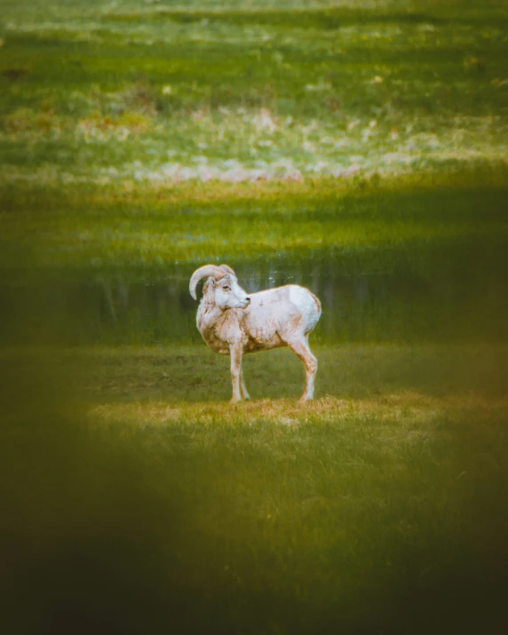 a white ram on top of a lush green field
