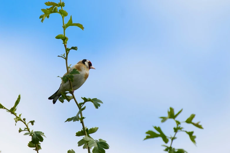 a bird sitting on a leafy nch against the sky