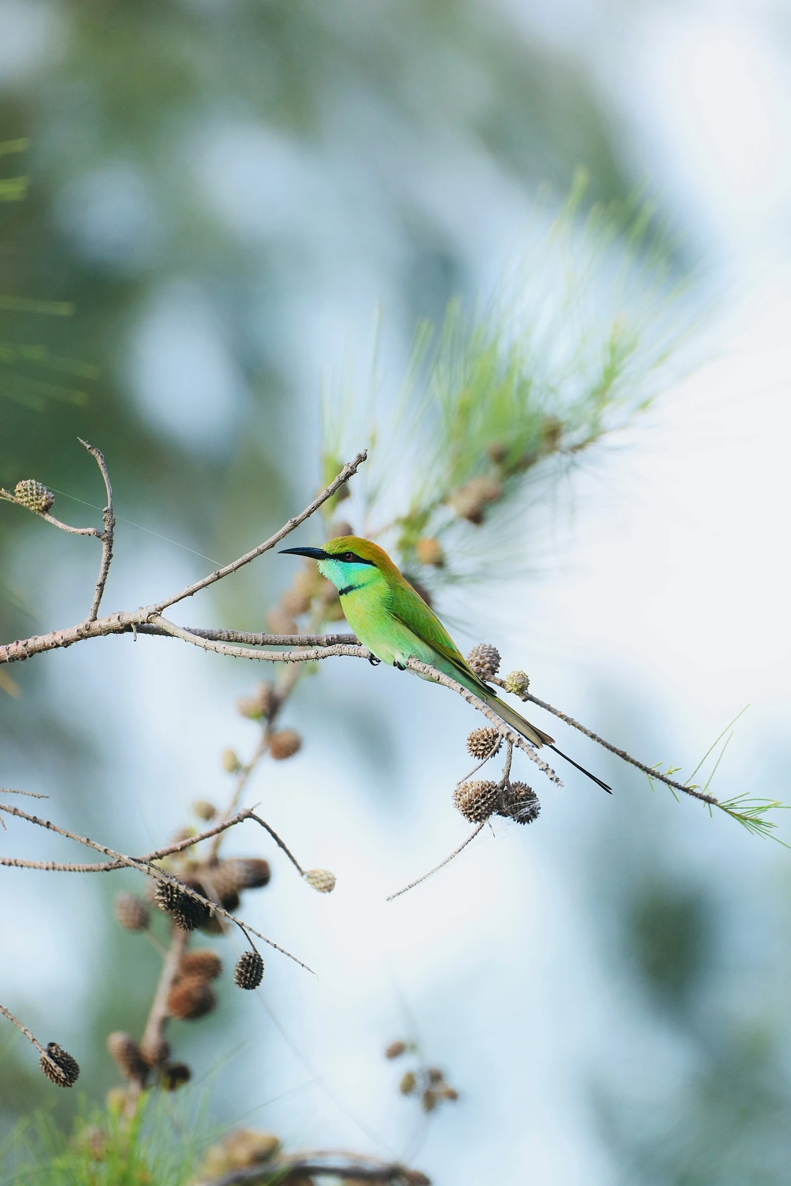 a green and yellow bird sitting on a nch