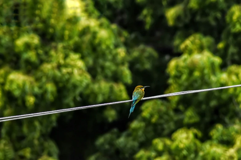 two birds sit on a wire with trees in the background