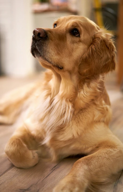 a dog is laying on the ground looking up