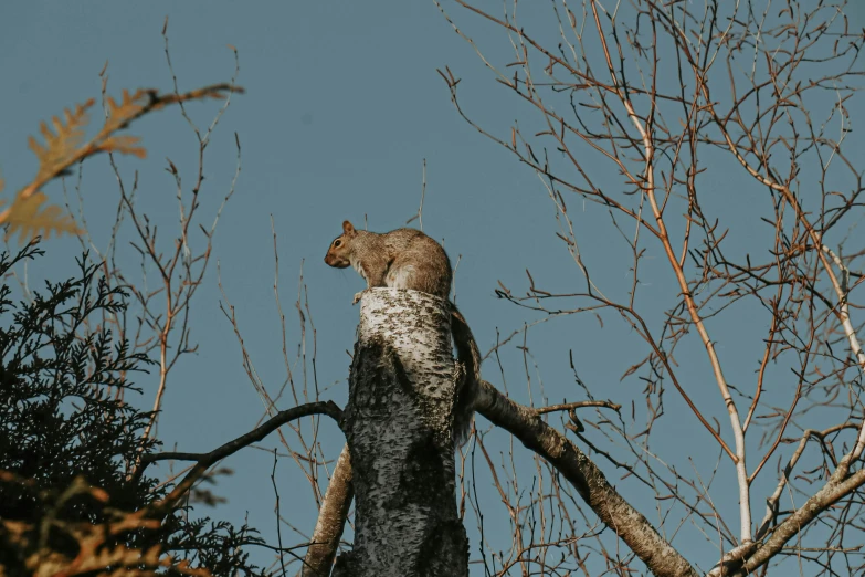 there is a cat sitting on the nch of a tree