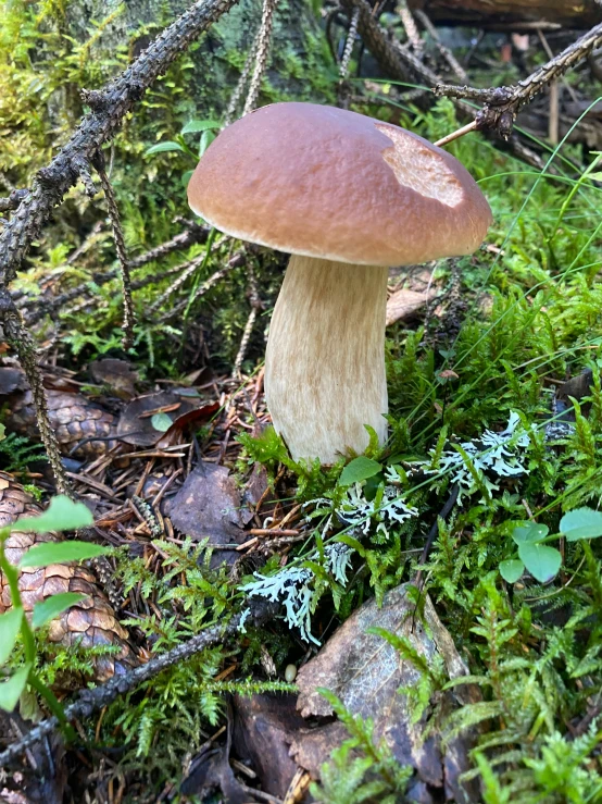 there is a mushroom that is on the ground