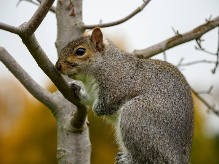 the small squirrel is perched on the nch of the tree