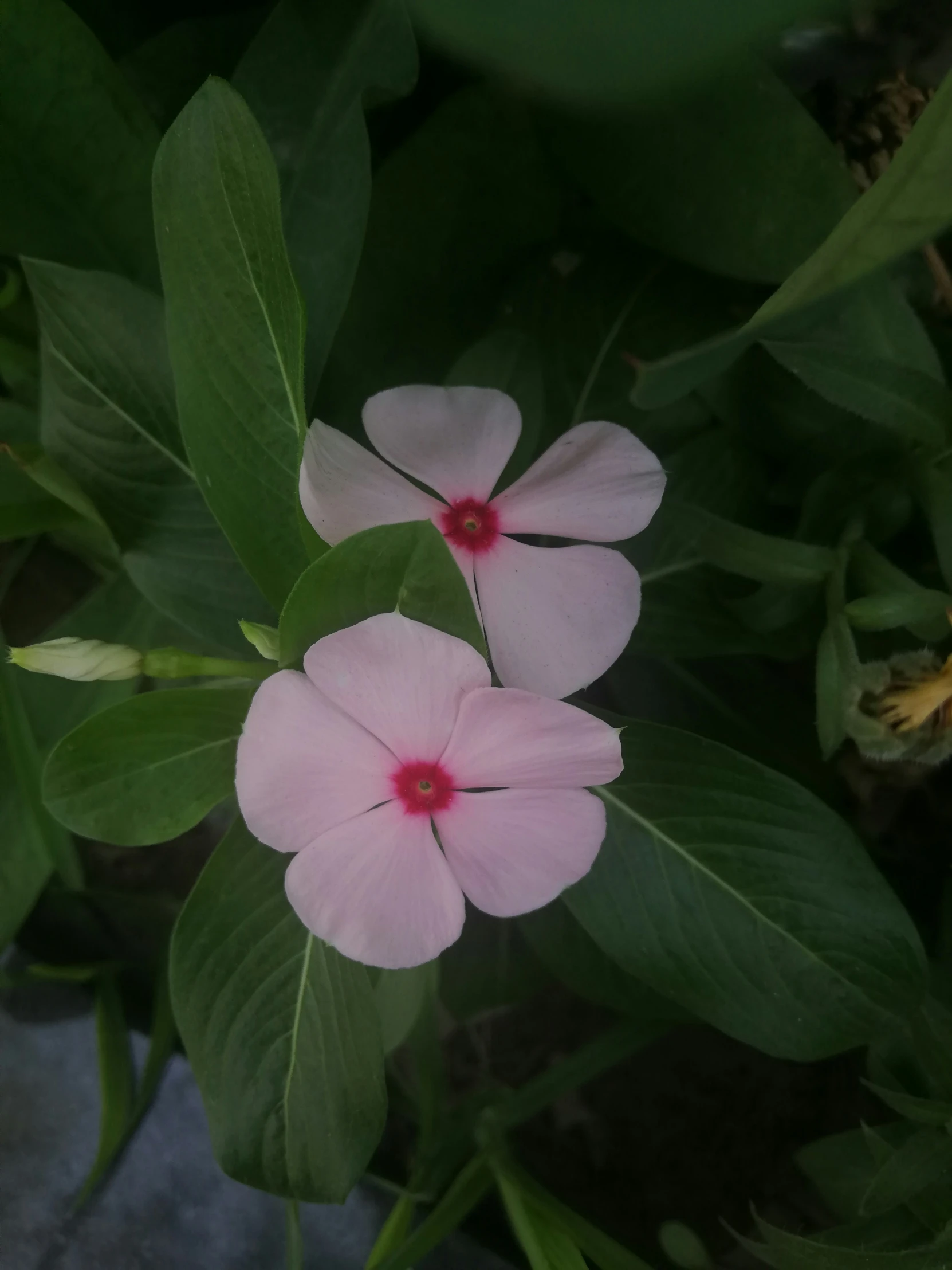 a plant with a pink flower on it's side