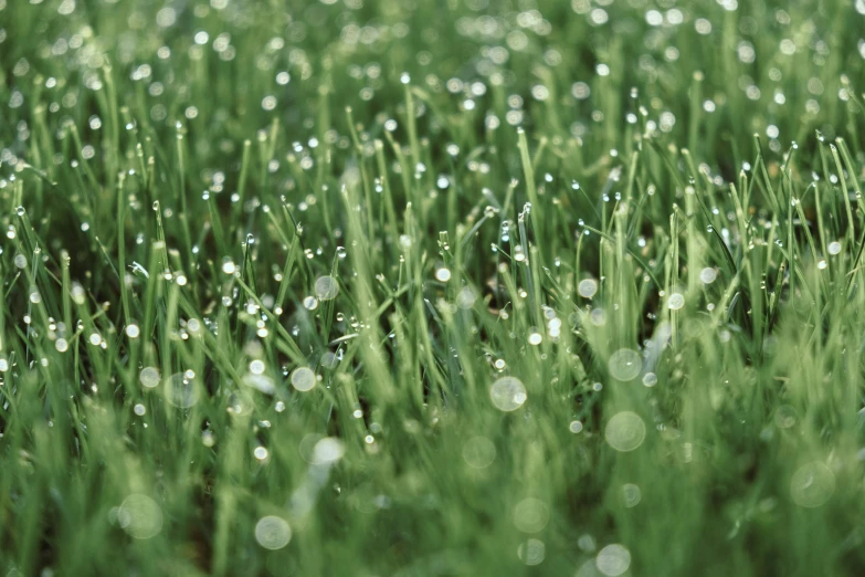 rain drops are all over the green grass