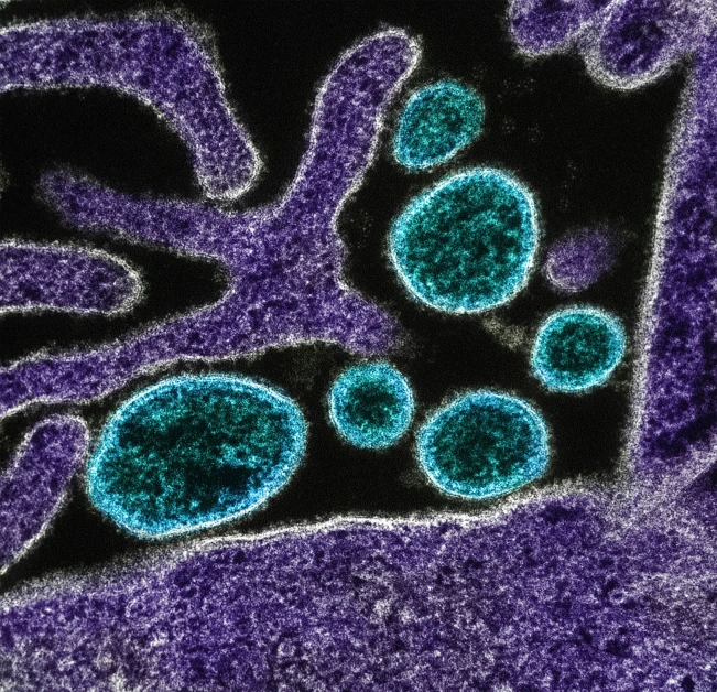 a cell memne in a human, blue and purple colors