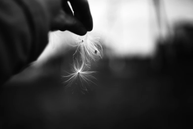 a person is blowing a dandelion on a dark background
