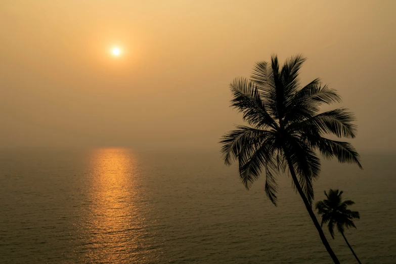 a palm tree on the shore in the foreground and the ocean in the background