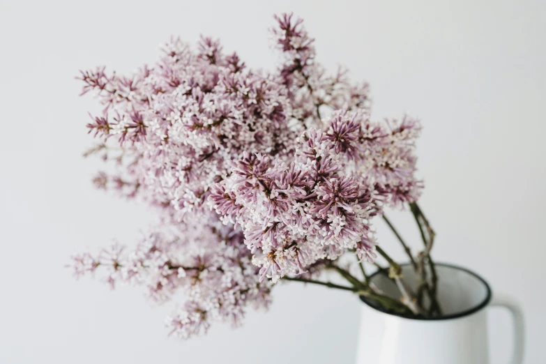 this is an image of a lilac plant in a vase