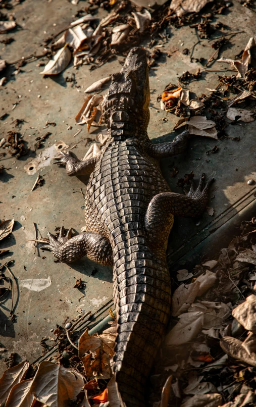 an alligator in the sun on a patch of grass and leaves