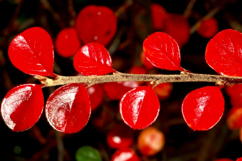 close up of an artisticly colored plant stem