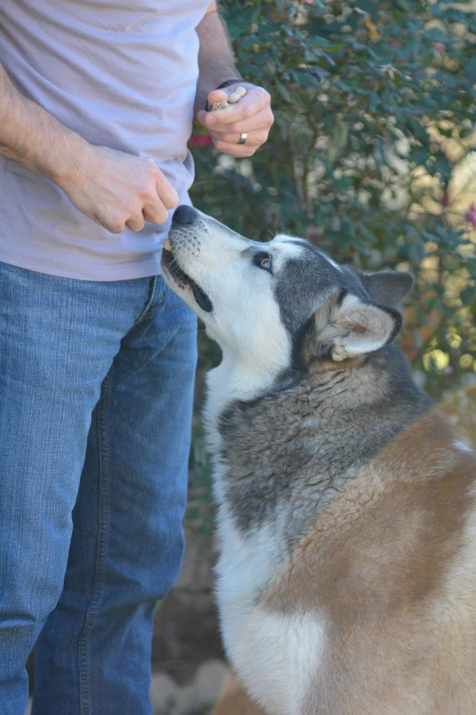 a person standing next to a brown and white husky