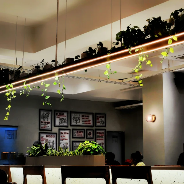 some plants hanging from the ceiling above a counter