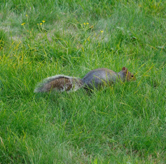 squirrel hiding in the grass with mouth open