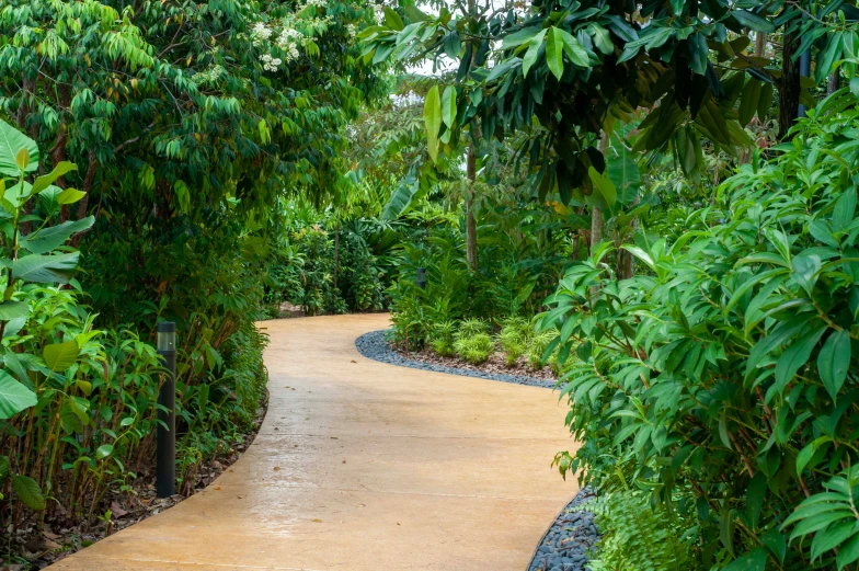 a path running through a lush green jungle