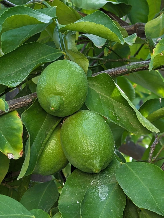 three limes hanging from a tree full of green leaves