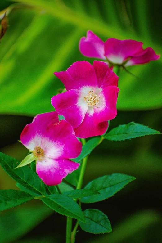 flowers growing on a stem are pink