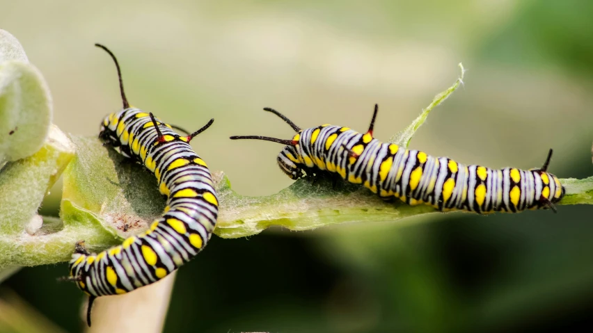 there are many yellow and black bugs sitting on the nch