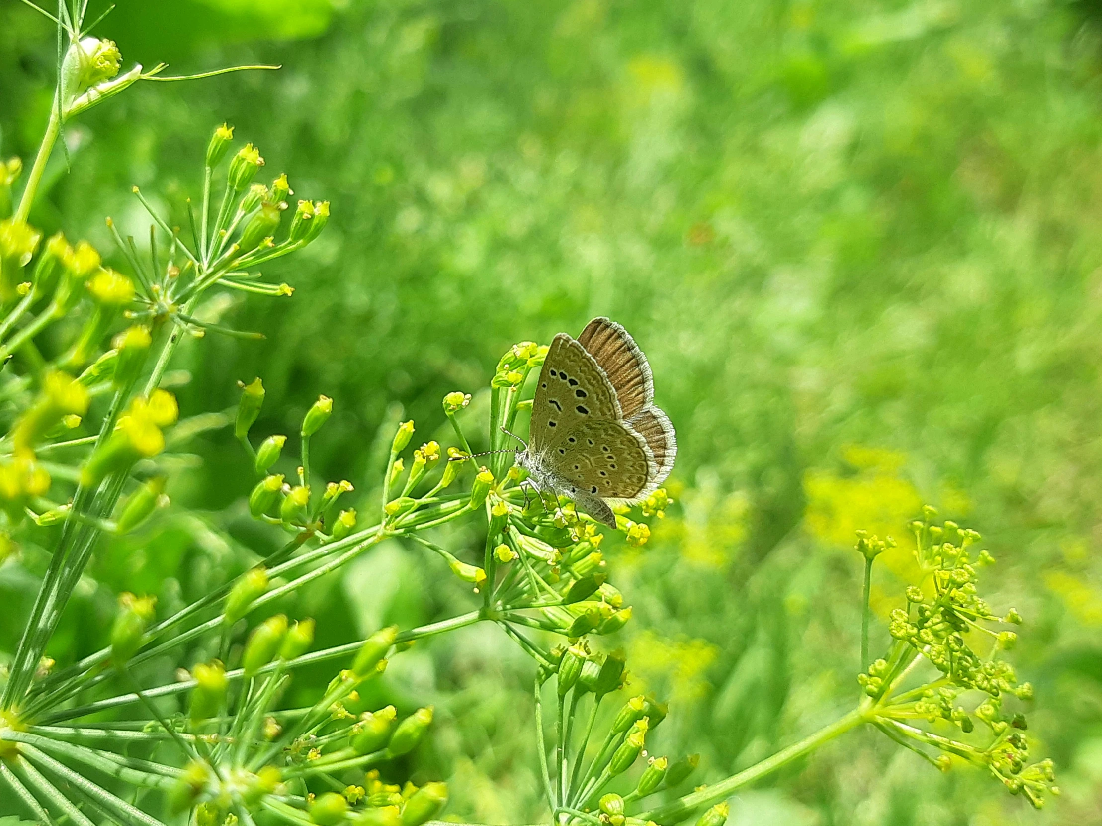 a small erfly sitting on top of green flowers