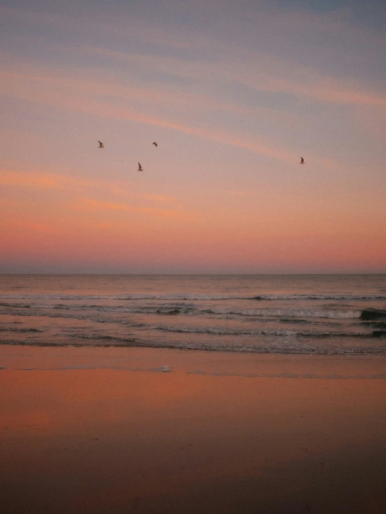 some birds flying at sunset on the beach