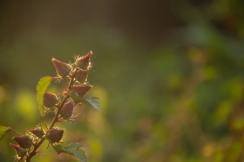 a small flower with leaves around it on the ground