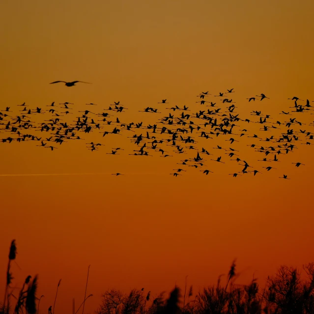 birds flying through the sunset with their heads above ground