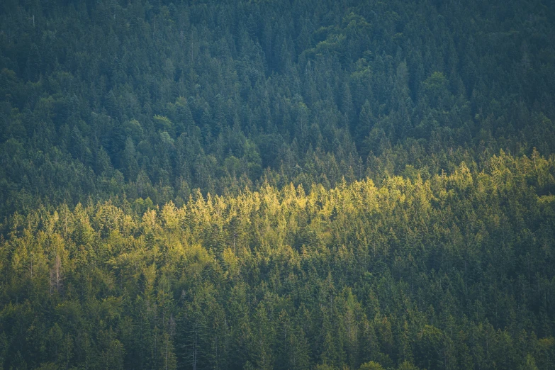 several different species of trees in the distance