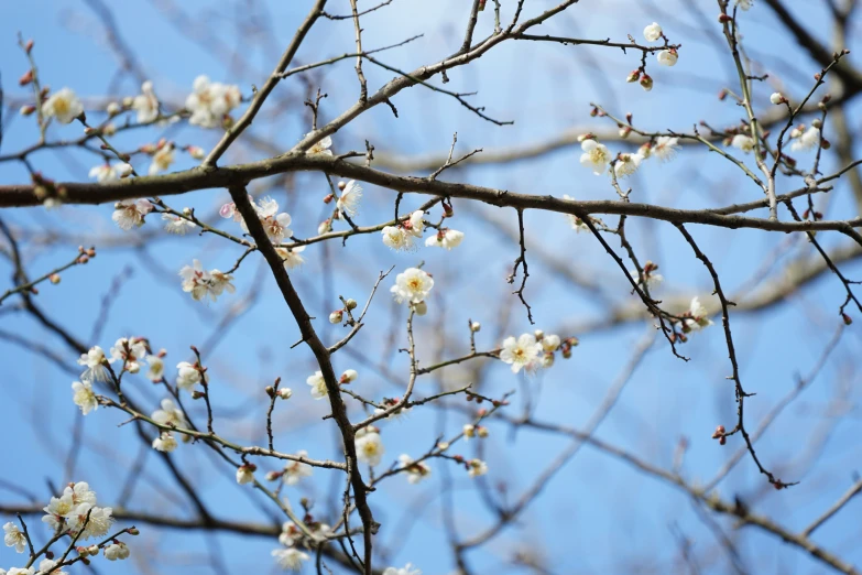 the bare nches of some trees are blooming with white flowers