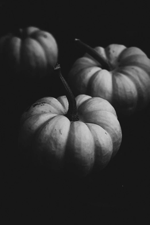 pumpkins on black in a line with no visible leaves