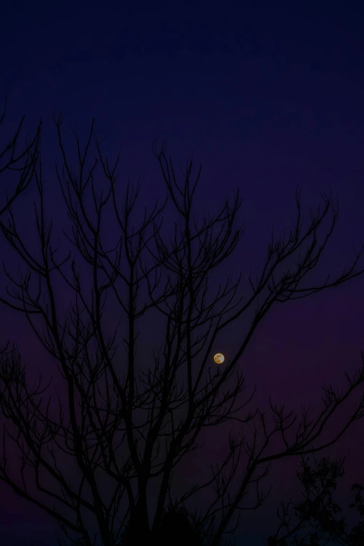 moon through nches in front of a cloudy sky