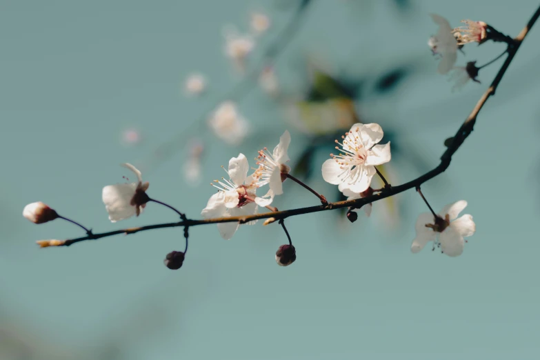 some very pretty white flowers hanging from the stem