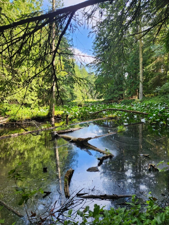 a small creek running through a forest surrounded by green leaves