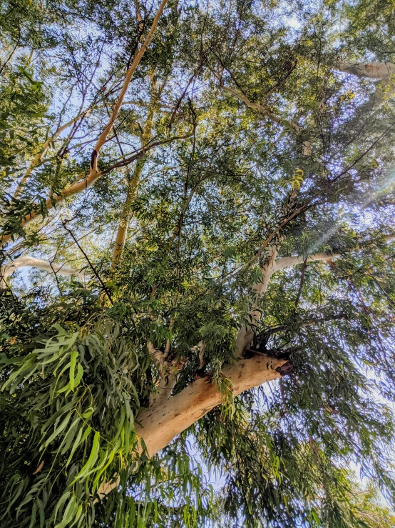 trees with bright leaves and no leaves are seen