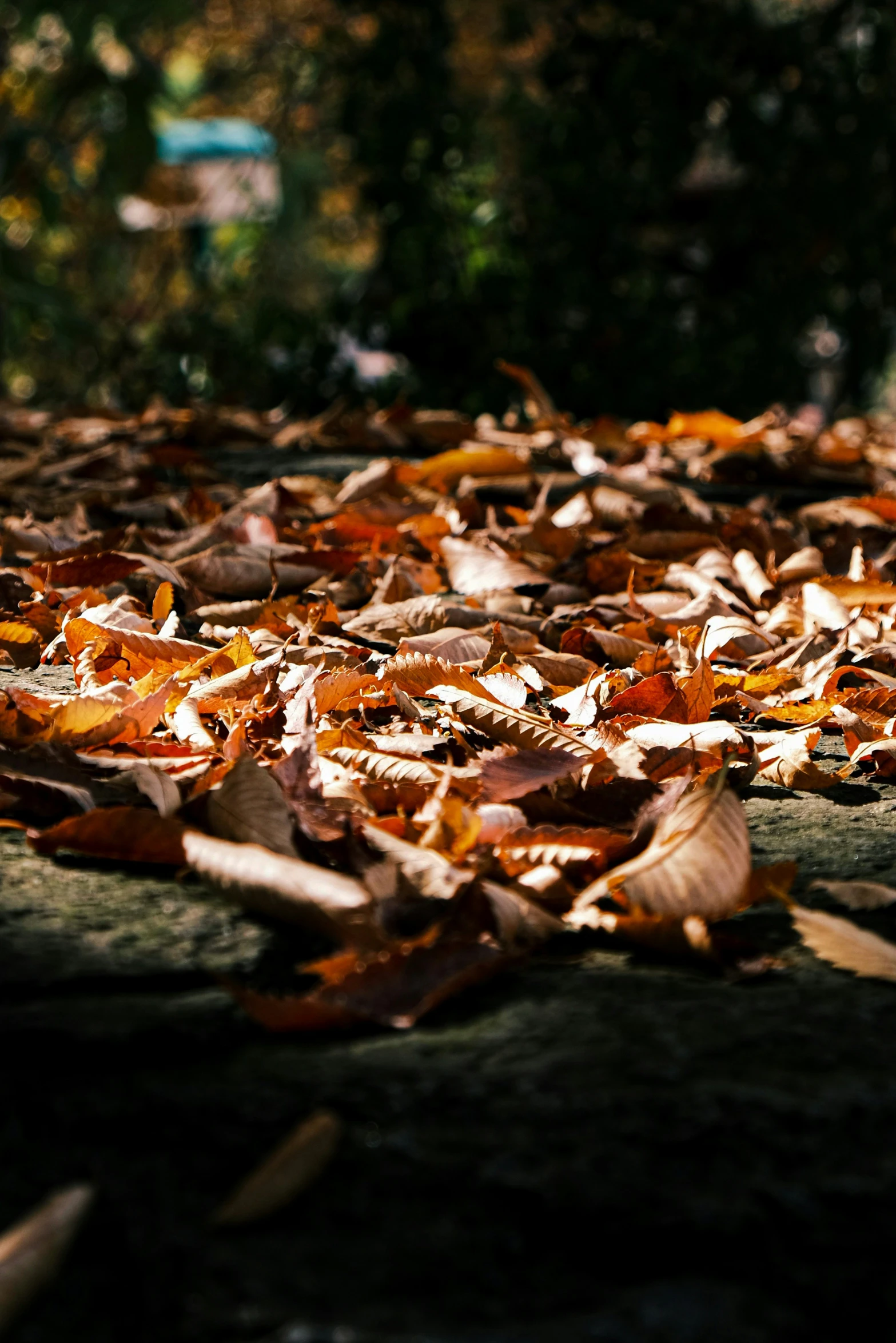 orange and yellow leaves scattered on the ground