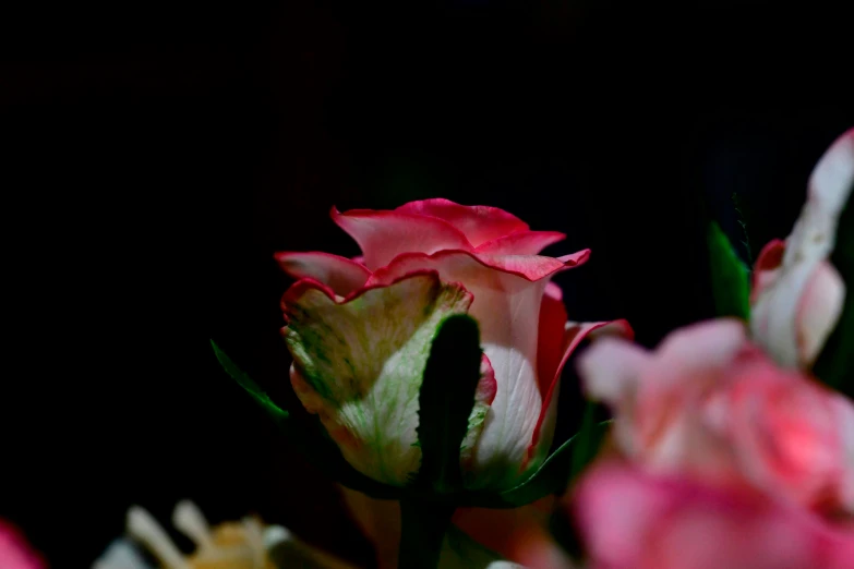 a bouquet of colorful flowers is displayed in this picture