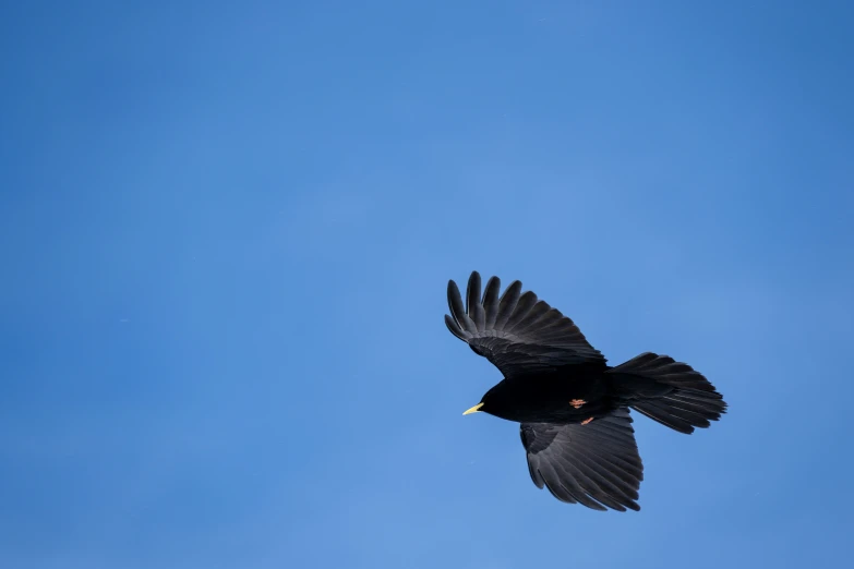 a black bird flying through the air in a cloudless sky