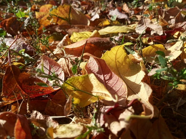 autumn leaves and grass on the ground with sunlight